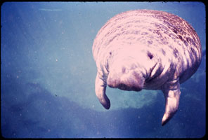 manatee0011-thumb.jpg